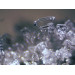 Микроскоп стереоскопический Bresser Erudit ICD 20x/40x, 74313, от производителя BRESSER